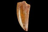 Serrated, Raptor Tooth - Real Dinosaur Tooth #127059-1